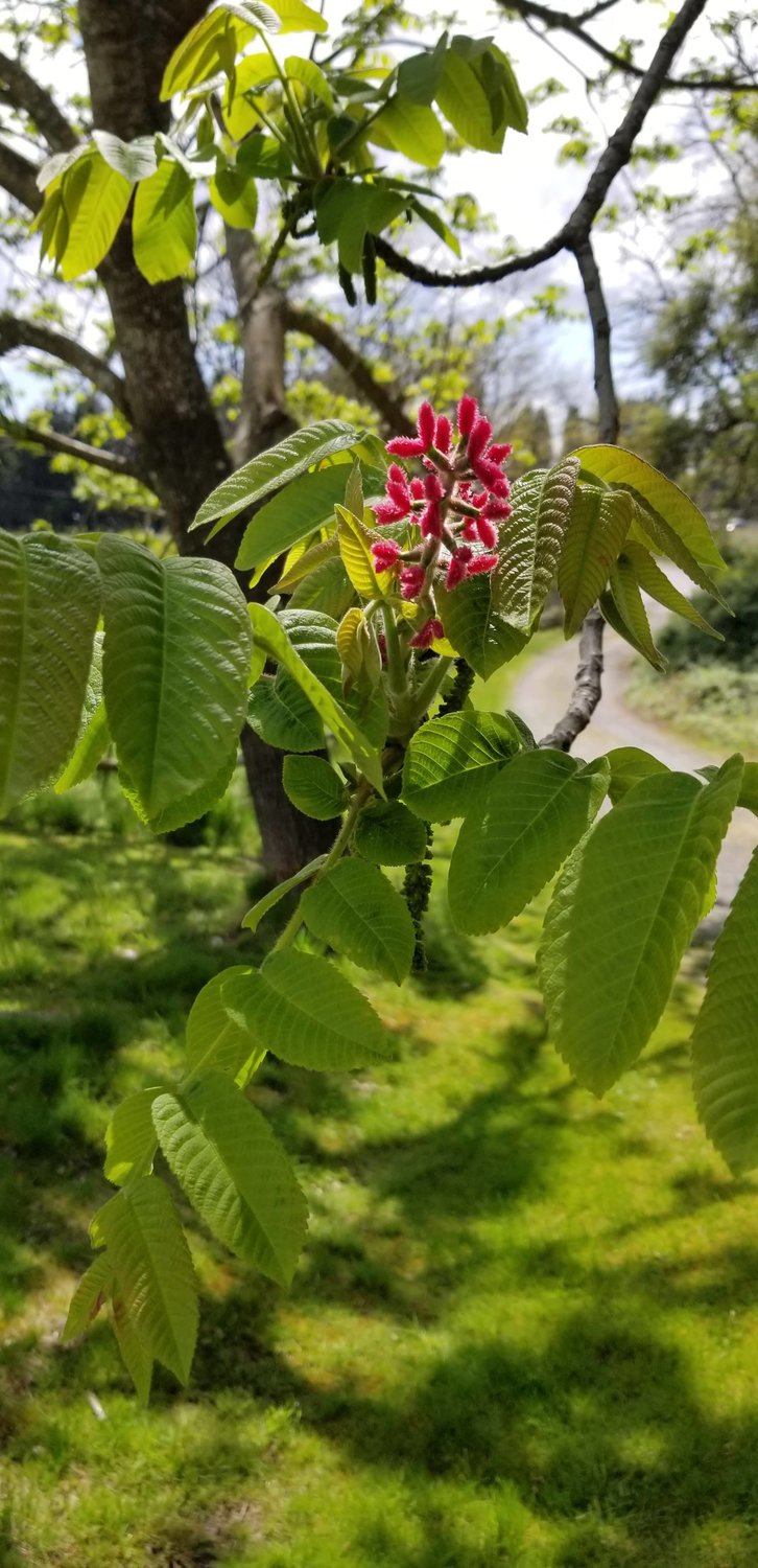 The next generation of butternut tree is currently flowering at the historic George Bush homestead near the Olympia Airport. (Photo: Ray Gleason).